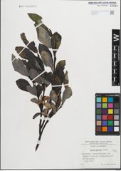 Foto von Salix glabra Scop.